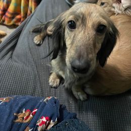 Molly - Dachshund