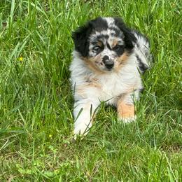 BLUE MERLE FEMALE 1 - Blue merle female Australian Shepherd puppy in Christiana, Tennessee from Vaught Family Farm