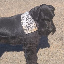 Giant Schnauzers from Sorrells Giant Schnauzer