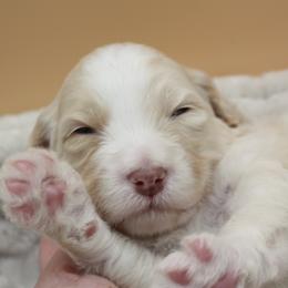 Tennessee - Yellow and white male Bernedoodle puppy in Scottsville, Kentucky from Barren River Bernedoodles and Poodles