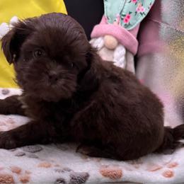 Cannon - Chocolate male Shih Tzu puppy in Stafford, Virginia from Bayview Pups