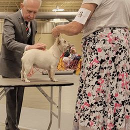 French Bulldog All Grown Up from Brimstone Farms