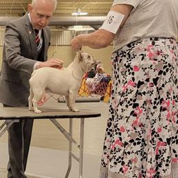 French Bulldog All Grown Up from Brimstone Farms
