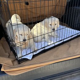 Golden Retriever Puppies from Royal Golden's