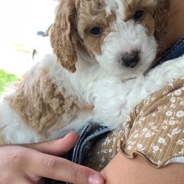 Poodle Puppies from Clegg Poodles