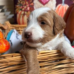 Bonfire - Red  male Goldendoodle puppy in Chino Valley, Arizona from Bass Creek Doodles