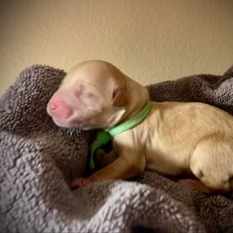 SmithDoodles GIRL 1 - Cream female Goldendoodle puppy in Portland, Oregon from Smith Family Doodles