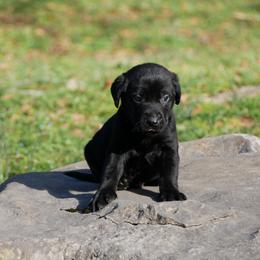 Ebony - Black female Labrador Retriever puppy in Buffalo Valley, Tennessee from Buffalo Valley Breeders