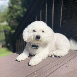 Zara - Bichon Frise