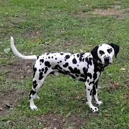 Titus - Dalmatian