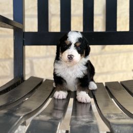 Light Pink Female - Tri-color female Bernedoodle puppy in Corpus Christi, Texas from The Henke Doodles