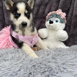Earth - Black tan and white female Siberian Husky puppy in Lagro, Indiana from Siberian Huskies-Beckham the Great