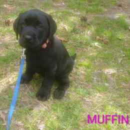 Muffin (Pink Collar) - Black female Labrador Retriever puppy in Prince George, Virginia from Kingdom Kenelz Labradors