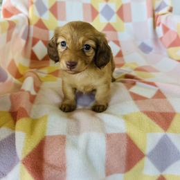 Girl 2 - Red female Dachshund puppy in Oklahoma from DRB Dachshunds