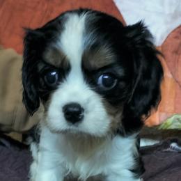 Oreo - Tri-color female Cavalier King Charles Spaniel puppy in Franklin, North Carolina from Cavaliers of the County Macon