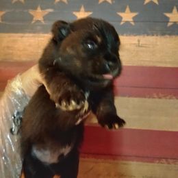 Justice - Black parti male Pomeranian puppy in Waco, Texas from Petite Poms