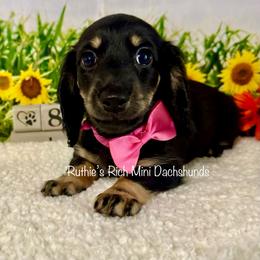 Emery - Black and cream female Dachshund puppy in Lakeland, Florida from Ruthie’s Rich Mini Dachshunds