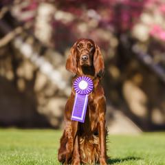 Meeseeks - Irish Setter