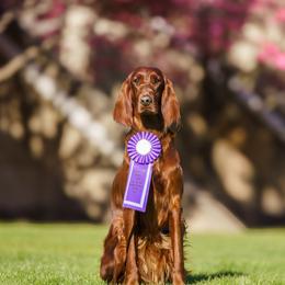Meeseeks - Irish Setter