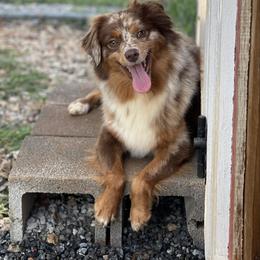 Bumper - Miniature Australian Shepherd