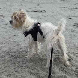 Jordan - Jack Russell Terrier