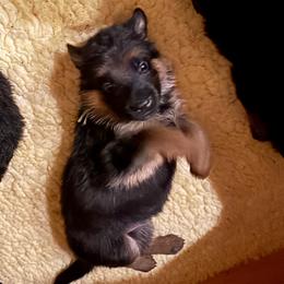Yellow collar - Black and red male German Shepherd puppy in Micanopy, Florida from Von Bourbon Shepherds