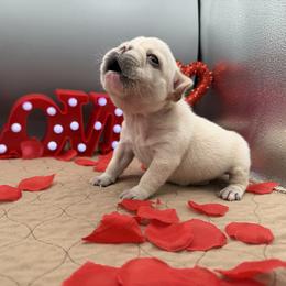 Lupin - Cream male French Bulldog puppy in Largo, Florida from Infinity Frenchies