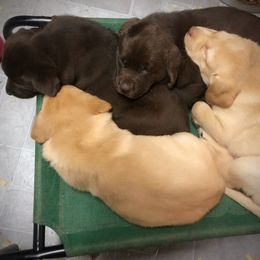 Labrador Retriever Puppies from Young’s Legacy Labradors