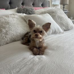 Rue - Yorkshire Terrier