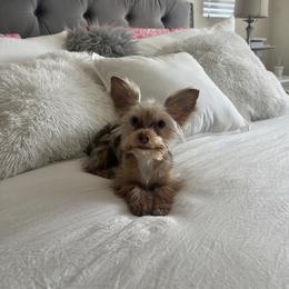 Rue - Yorkshire Terrier
