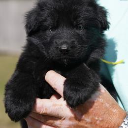 Yellow Ribbon - Black female German Shepherd puppy in Howard City, Michigan from Sherman's Shepherds