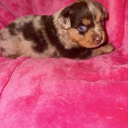 Reba McEntire - Red merle female Miniature Australian Shepherd puppy in Godley, Texas from Bradley Kennels