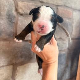 Bo Peep - Tri-color female Bernese Mountain Dog puppy in Fort Meade, Florida from Baldwin Dood Ranch