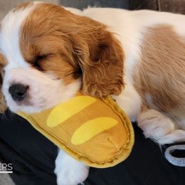 Cavalier King Charles Spaniel Puppies from Royalton Cavaliers