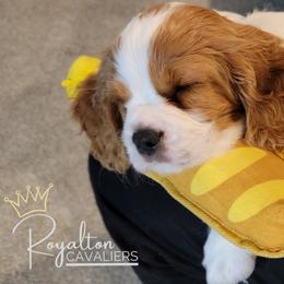 Cavalier King Charles Spaniel Puppies from Royalton Cavaliers