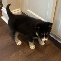 Ebony - Black and white female Siberian Husky puppy in Summerville, South Carolina from Carolina Husky Lodge