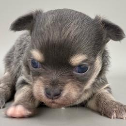 Pudding - Blue female Chihuahua puppy in Westport, New York from Chantilly chihuahuas