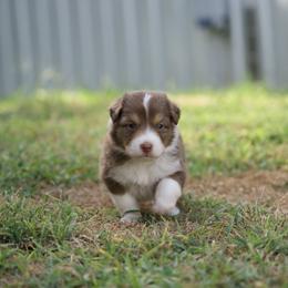 Mike - Red tri-color male Australian Shepherd puppy in Bertram, Texas from Ashley’s Australian Shepherds
