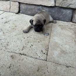 Boy 3 - Fawn male Pug puppy in Brooksville, Florida from Windsorsprings