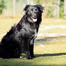 Field Goal - Black & white Miniature Australian Shepherd puppy in Marion, Michigan from 4 Seasons Aussies