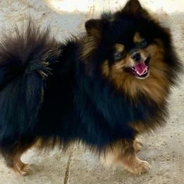 Envy (Imported from Brazil) - Pomeranian