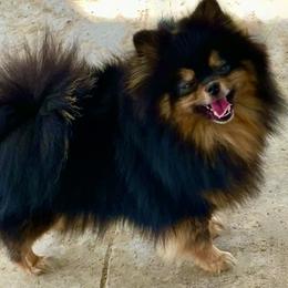 Envy (Imported from Brazil) - Pomeranian