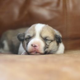 Pembroke Welsh Corgi Puppies from Ayers Acres Corgis