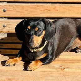 Midgey - Dachshund