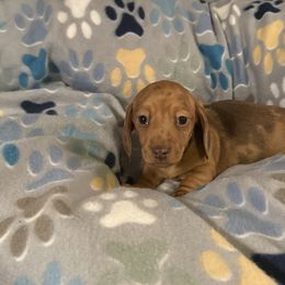 Dachshund Puppies from Rockin Mountain Hounds