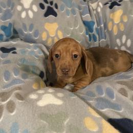 Dachshund Puppies from Rockin Mountain Hounds