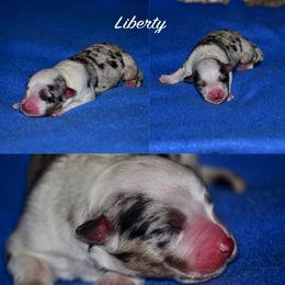 Australian Shepherd Puppies from Saddle Peak Aussies