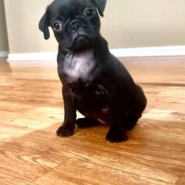 Dora - Black female Pug puppy in Indian Trail, North Carolina from Love Pugs