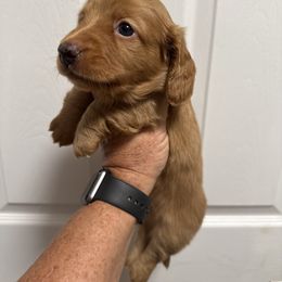 Dachshund Puppies from 5F Dachshunds