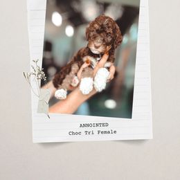 Anointed - Tri-color female Bernedoodle puppy in Jackson, Missouri from Pincksten Family Doodles